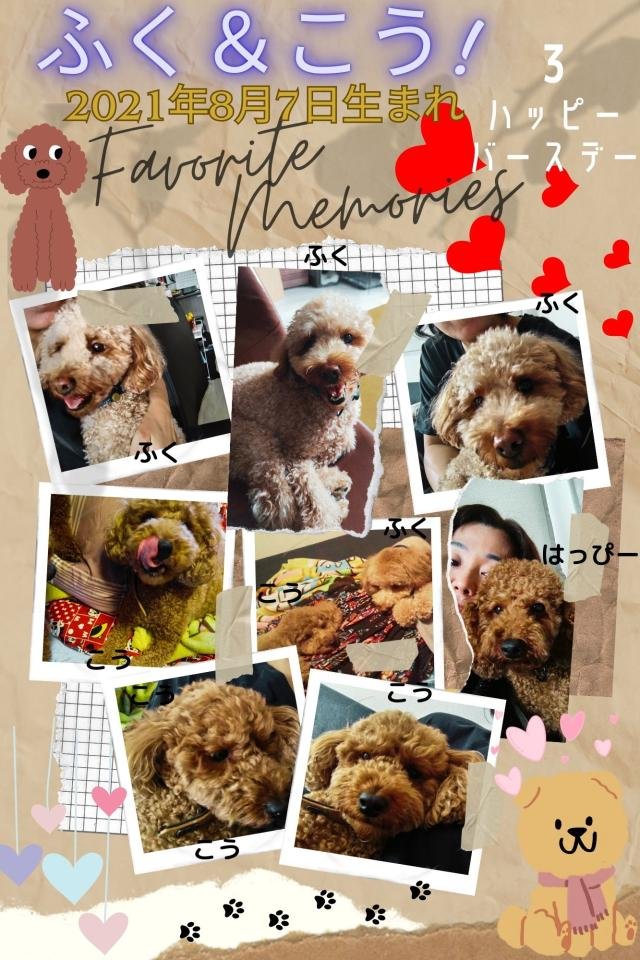 愛犬3歳誕生日